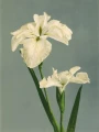 9001.webp