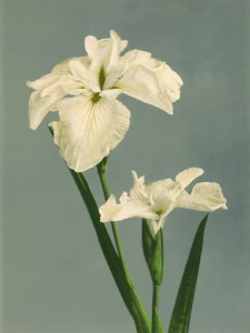 Plakat  - Irys - Ogawa Kazumasa
