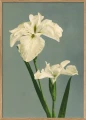 9001a.webp