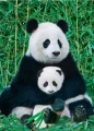 pandy2.webp