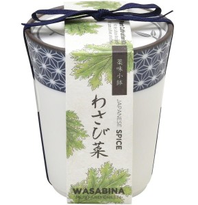 Porcelanowa doniczka z nasionami - Wasabina