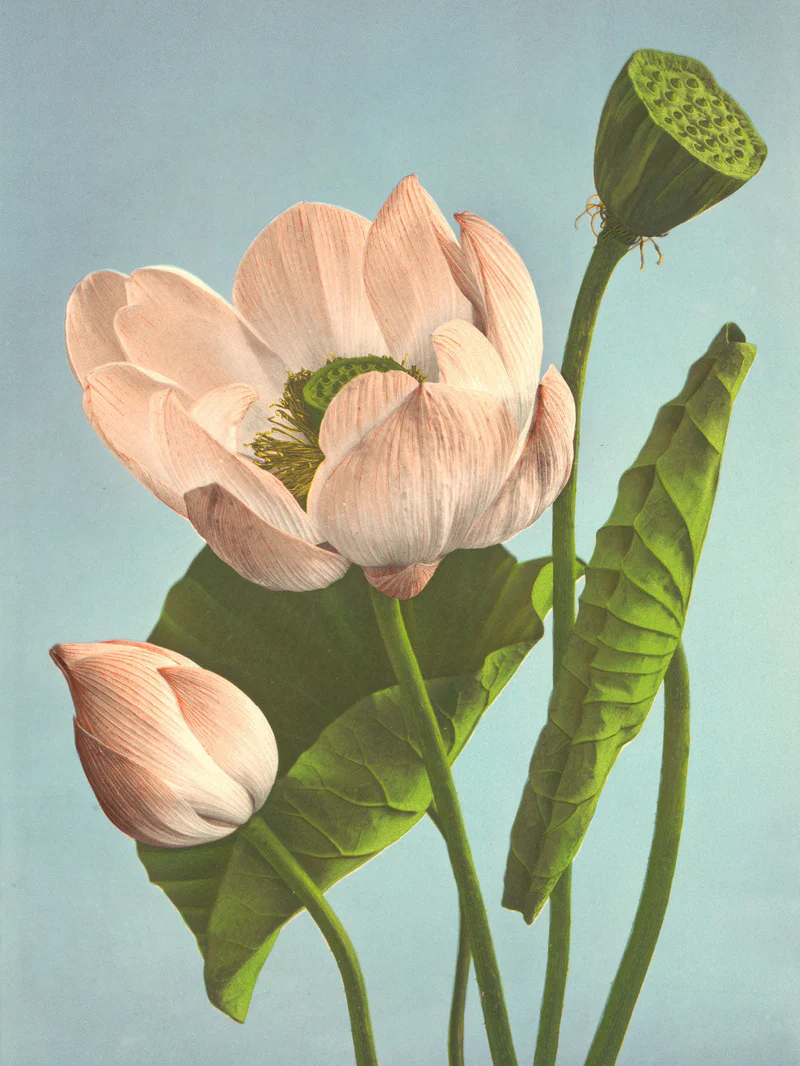 Plakat  - Lotos - Ogawa Kazumasa