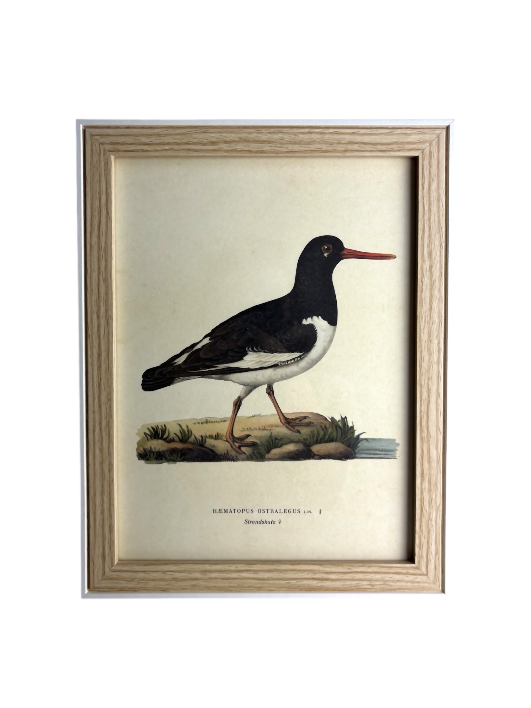 Obraz w drewnianej ramie - ptak