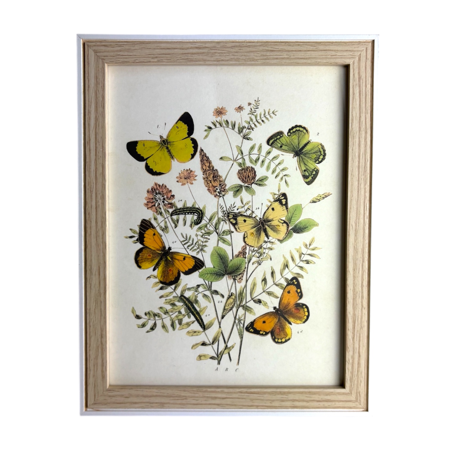 Plakat w drewnianej ramie - motyle